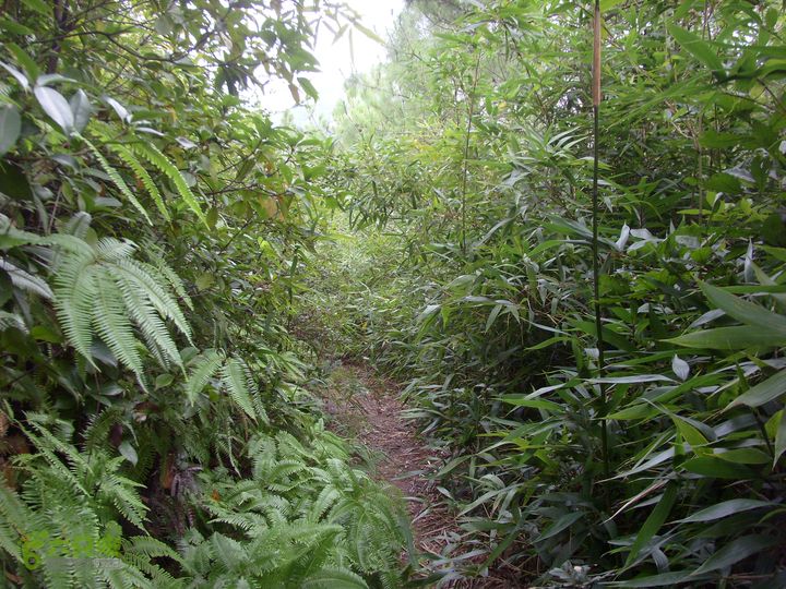 独走飞龙山SI853010