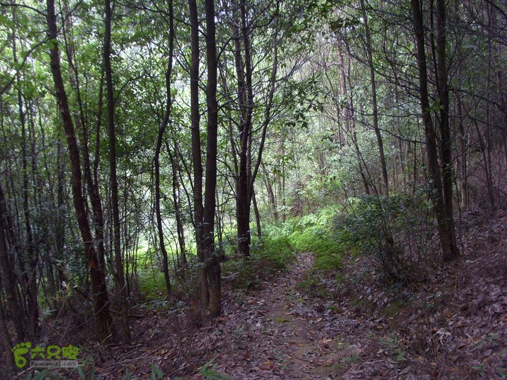 独走飞龙山SI853015