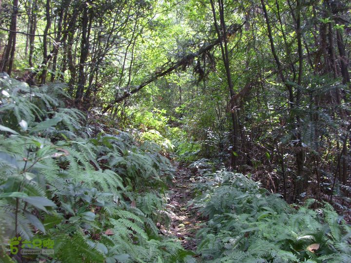 独走飞龙山SI853016