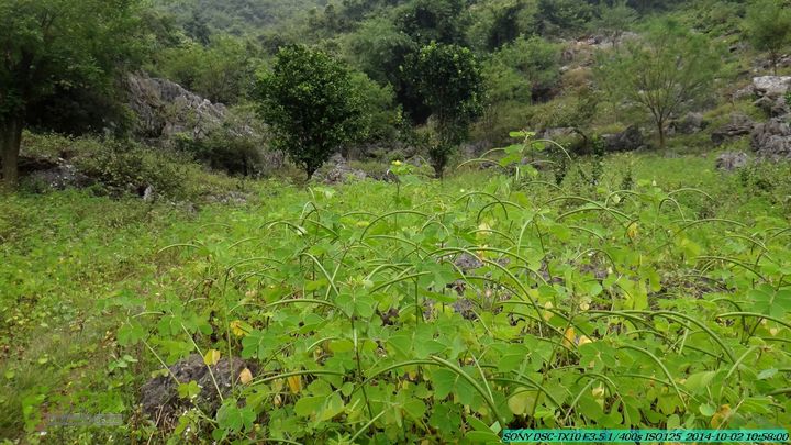 东山-瓮里-梅子嵅古寨-敢兴-20141002DSC02406