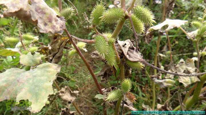 东山-瓮里-梅子嵅古寨-敢兴-20141002DSC02425