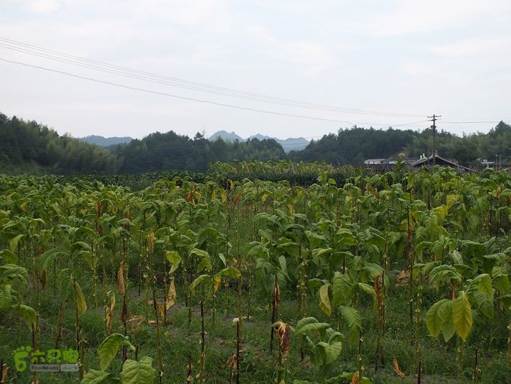 三明尤溪汤川大峡谷2014_0706_155019