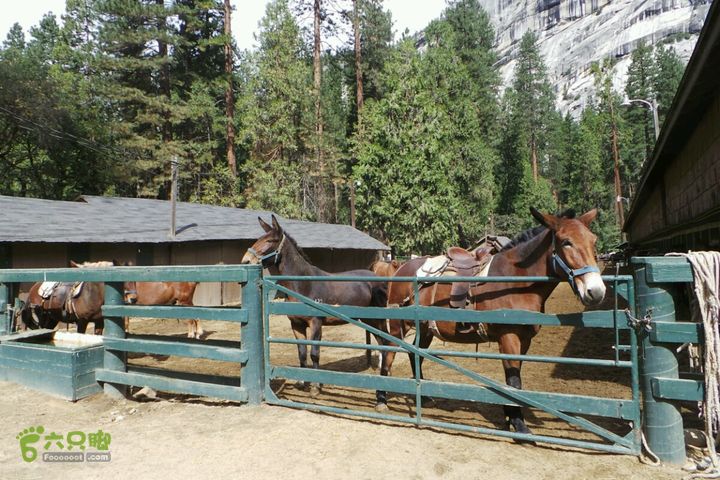 房车之旅：优胜美地山谷一日游2014-09-29 03:34:10