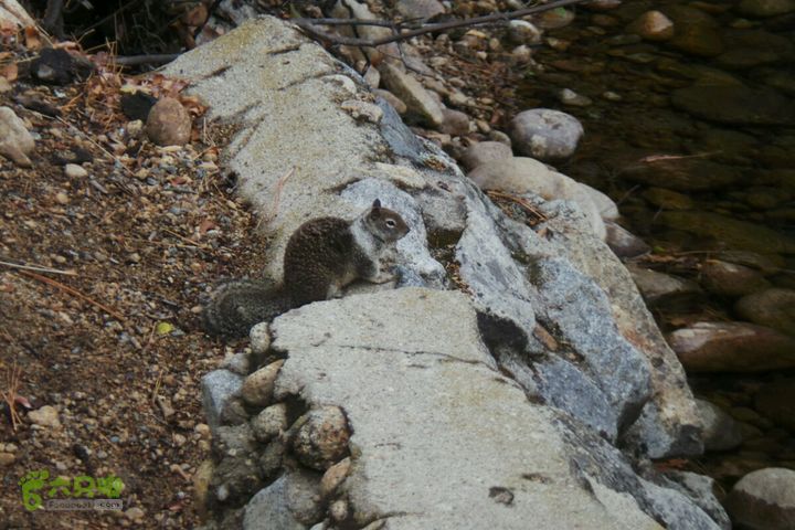 房车之旅：优胜美地山谷一日游2014-09-29 03:35:15