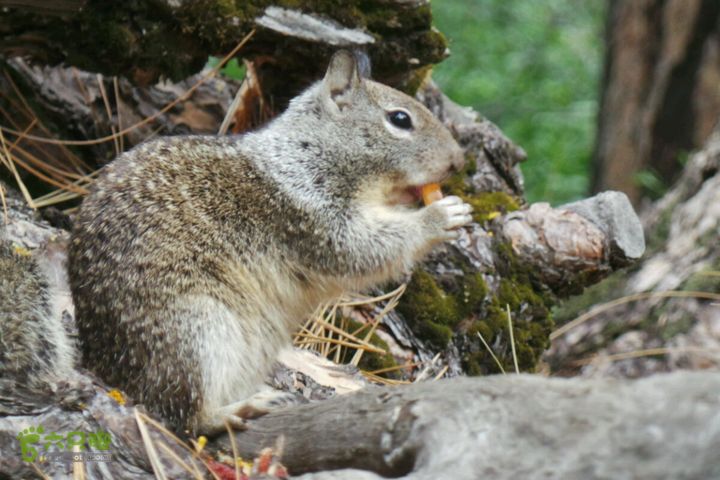 房车之旅：优胜美地山谷一日游2014-09-29 05:35:45
