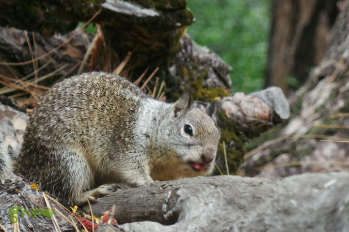 房车之旅：优胜美地山谷一日游2014-09-29 05:35:55