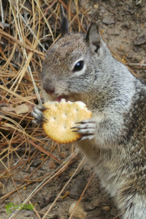 房车之旅：优胜美地山谷一日游2014-09-29 05:36:48