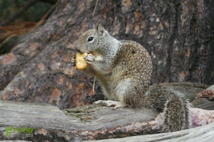 房车之旅：优胜美地山谷一日游2014-09-29 05:38:06