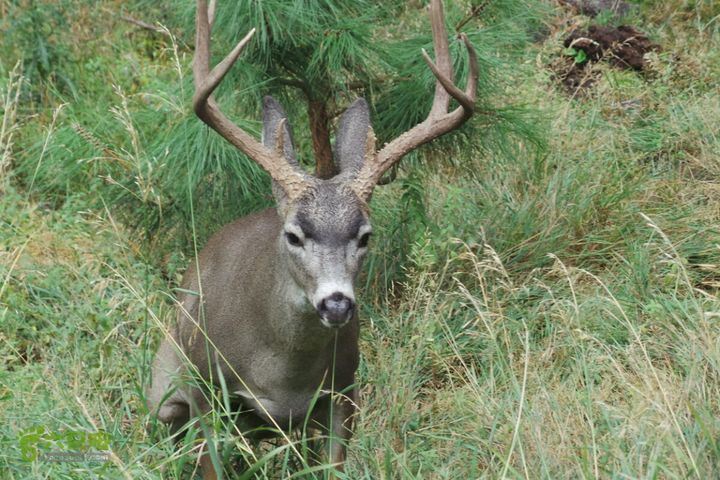 房车之旅：优胜美地山谷一日游2014-09-29 07:29:54