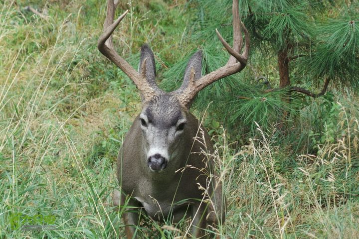 房车之旅：优胜美地山谷一日游2014-09-29 07:30:04