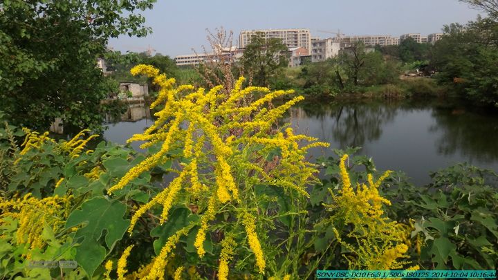 桂海铁路走大圩20141004DSC02516