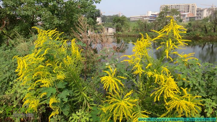 桂海铁路走大圩20141004DSC02517