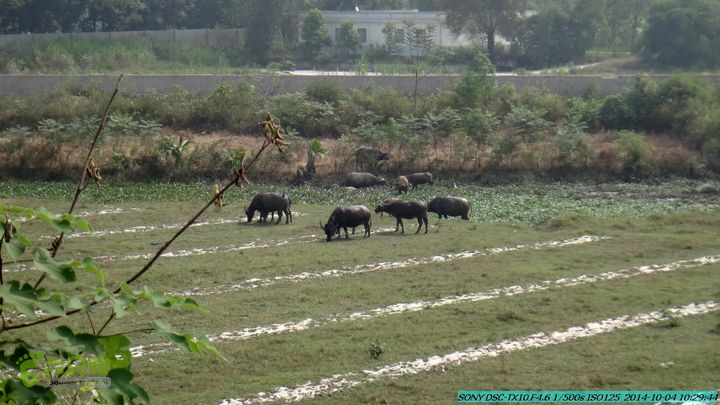 桂海铁路走大圩20141004DSC02531
