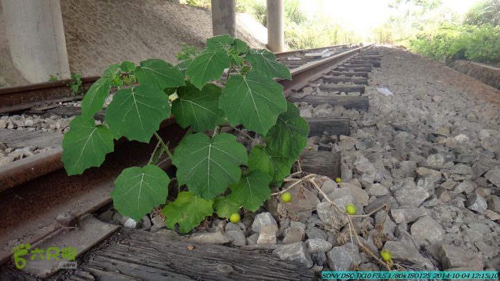 桂海铁路走大圩20141004DSC02642