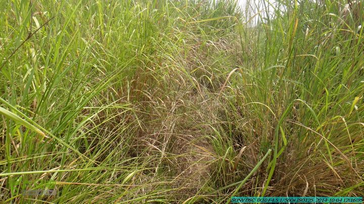 桂海铁路走大圩20141004DSC02644