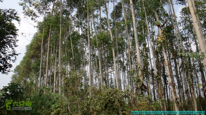 桂海铁路走大圩20141004DSC02678