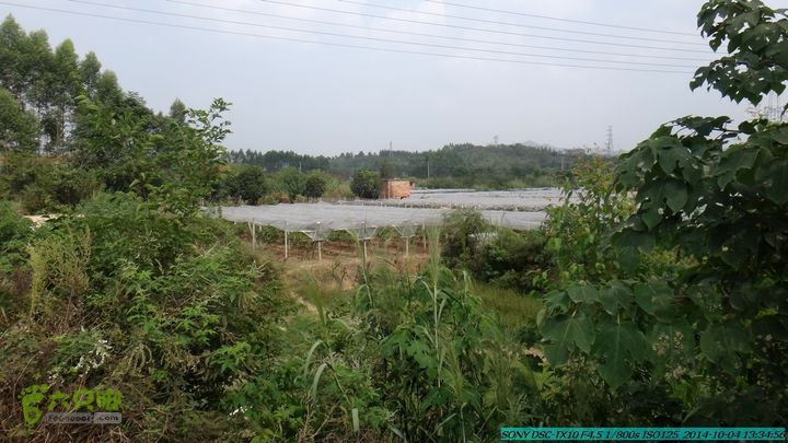 桂海铁路走大圩20141004DSC02683