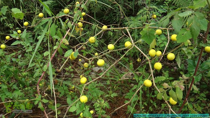 桂海铁路走大圩20141004DSC02703