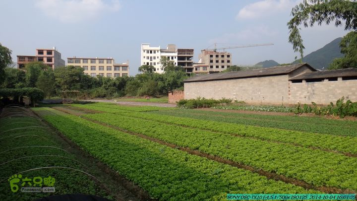 桂海铁路走大圩20141004DSC02738