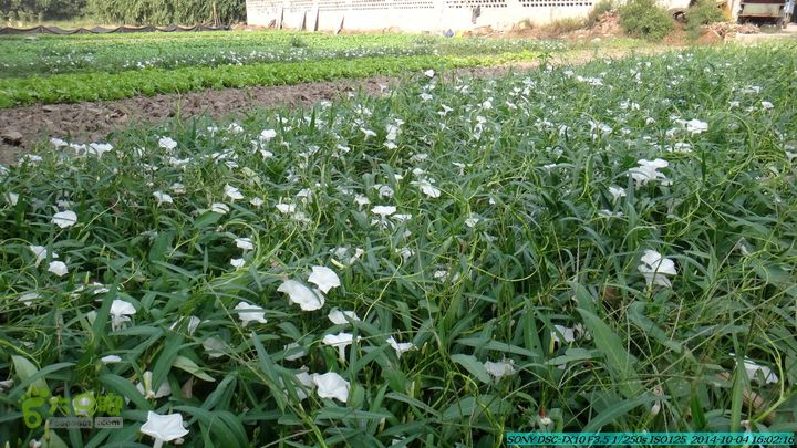 桂海铁路走大圩20141004DSC02739