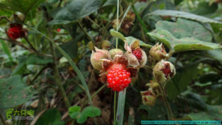 20141006-天子岭-桂林驴先锋户外DSC02890