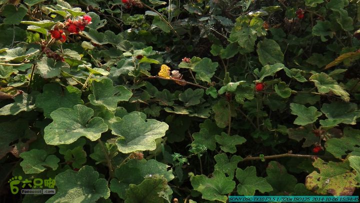 20141006-天子岭-桂林驴先锋户外DSC02899