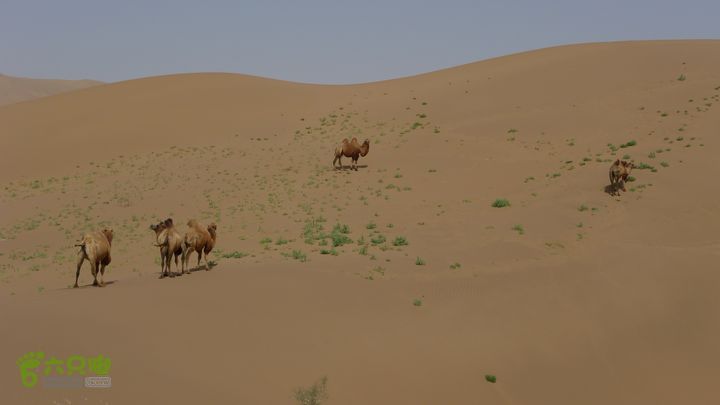 巴丹吉林沙漠腹地穿越L1020622