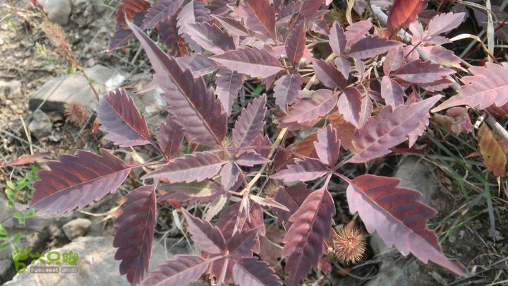 正穿岳阳CIMG6379