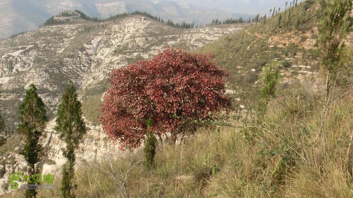 正穿岳阳CIMG6390