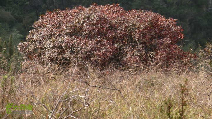 正穿岳阳CIMG6391