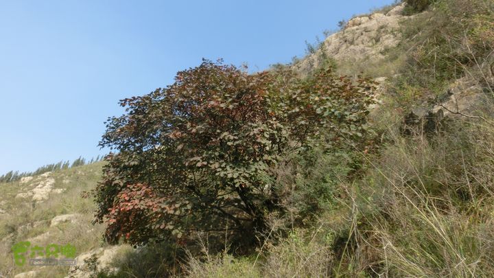 正穿岳阳CIMG6399