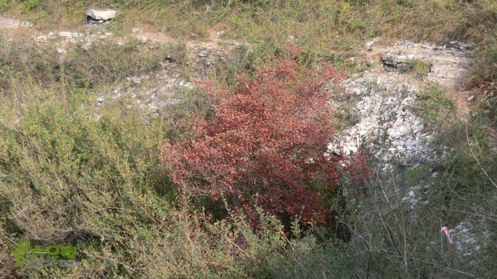 正穿岳阳CIMG6411