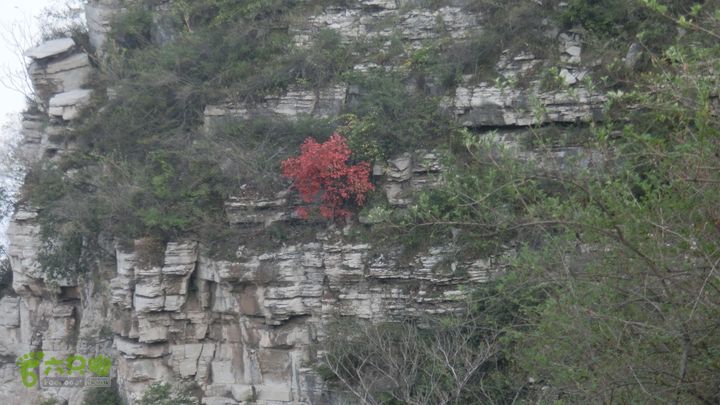 正穿岳阳CIMG6417