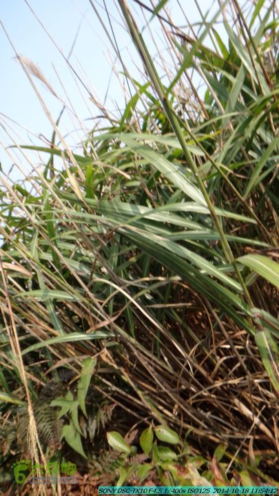 20141018-沙江(沙岗)-东山-殿塘寺-桂林驴先锋户外DSC03042