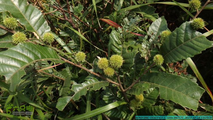 20141018-沙江(沙岗)-东山-殿塘寺-桂林驴先锋户外DSC03062