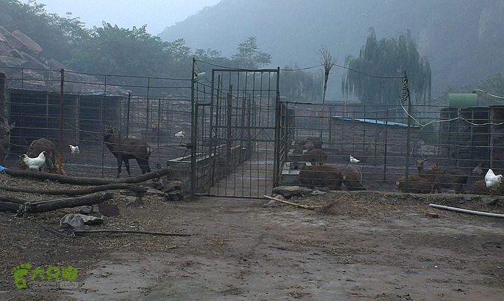 抱犊村走近路下到八里沟景区游玩IMAG0976_眸目压缩
