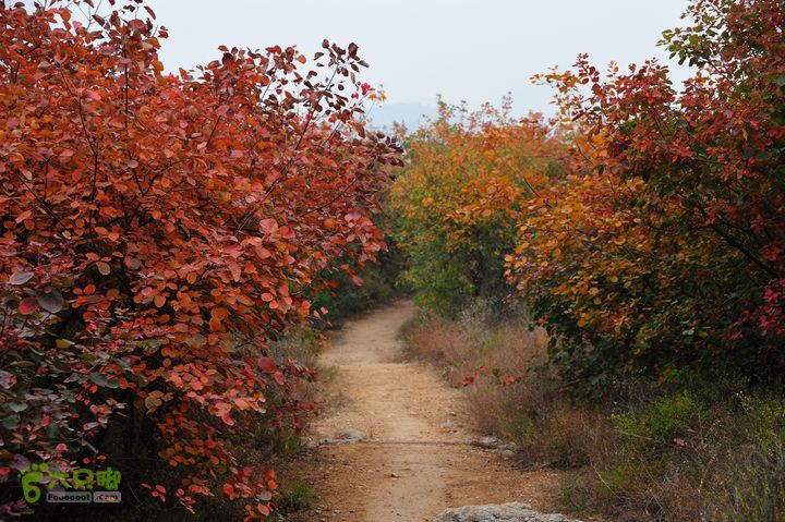 舞彩潜山DSC_8362_30