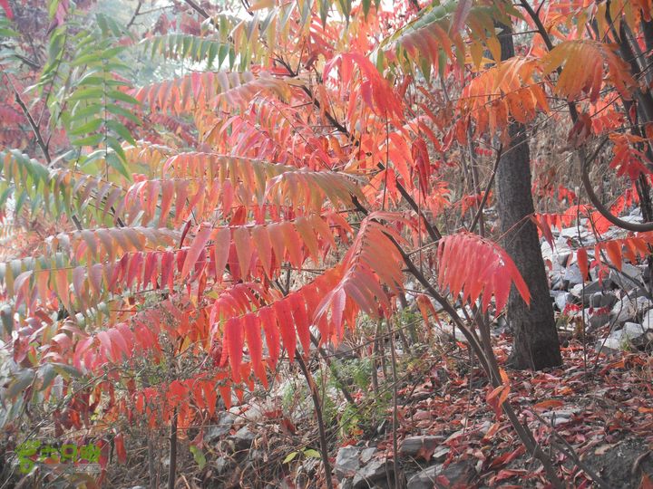 三合村-喀嚓古道-佛爷殿-南大港DSCF0158