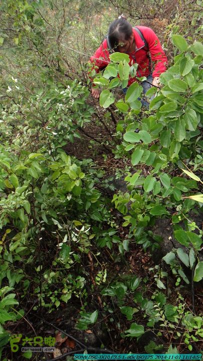 20141101-侯山-侯山隘-古道-临桂-桂林驴先锋户外DSC03351