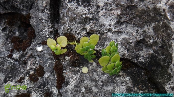 20141101-侯山-侯山隘-古道-临桂-桂林驴先锋户外DSC03389
