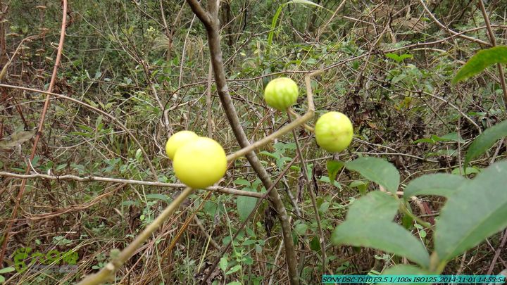 20141101-侯山-侯山隘-古道-临桂-桂林驴先锋户外DSC03416