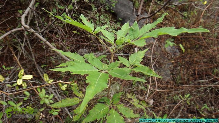 20141101-侯山-侯山隘-古道-临桂-桂林驴先锋户外DSC03420