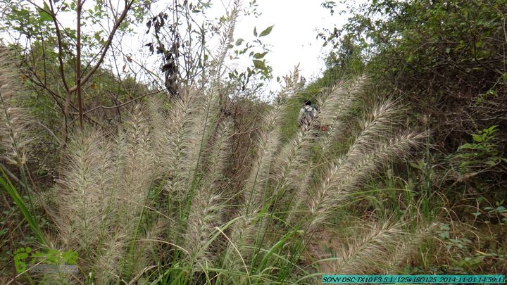 20141101-侯山-侯山隘-古道-临桂-桂林驴先锋户外DSC03423