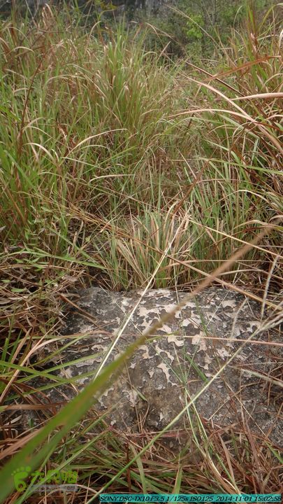 20141101-侯山-侯山隘-古道-临桂-桂林驴先锋户外DSC03434