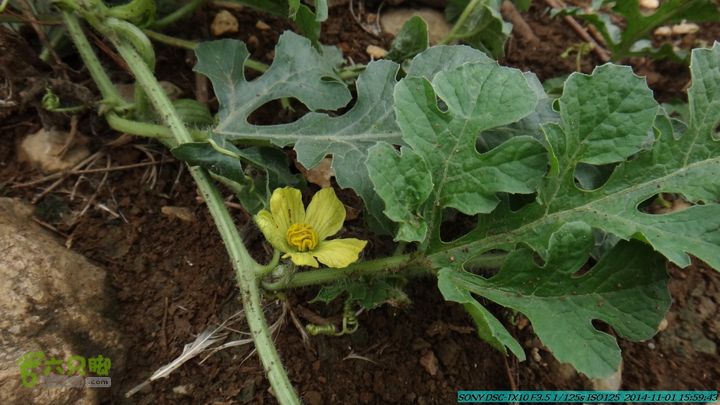 20141101-侯山-侯山隘-古道-临桂-桂林驴先锋户外DSC03491