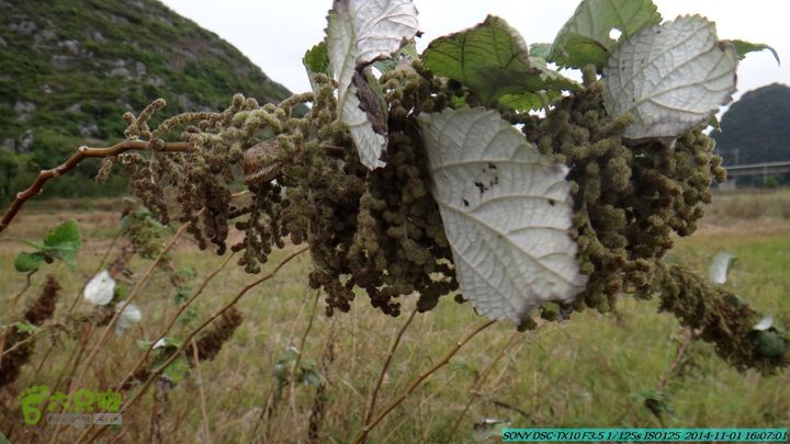 20141101-侯山-侯山隘-古道-临桂-桂林驴先锋户外DSC03503