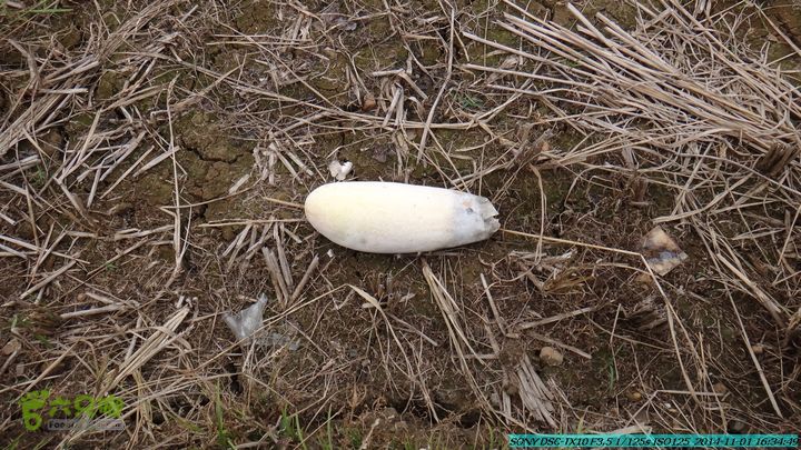 20141101-侯山-侯山隘-古道-临桂-桂林驴先锋户外DSC03557