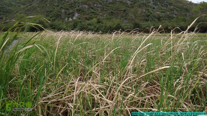 20141101-侯山-侯山隘-古道-临桂-桂林驴先锋户外DSC03561