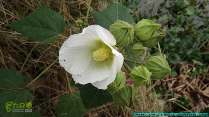 20141101-侯山-侯山隘-古道-临桂-桂林驴先锋户外DSC03563