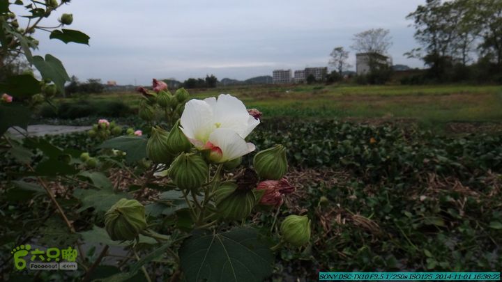 20141101-侯山-侯山隘-古道-临桂-桂林驴先锋户外DSC03564